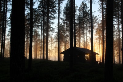 白天森林里的棕色木屋